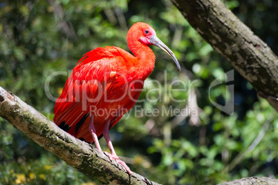 Roter Ibis (Eudocimus ruber)