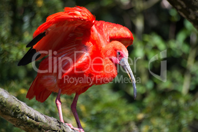 Roter Ibis (Eudocimus ruber)