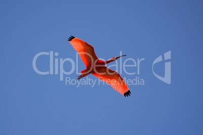 Roter Ibis (Eudocimus ruber)