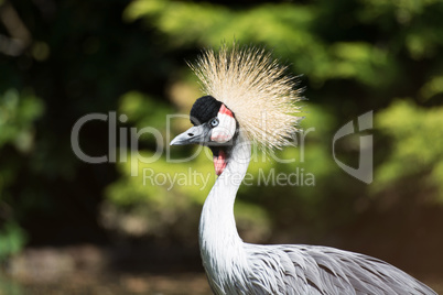 Kronenkranich (Balearica pavonina)