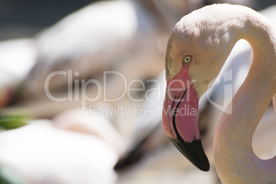 Rosaflamingo (Phoenicopterus roseus)