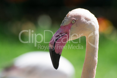 Rosaflamingo (Phoenicopterus roseus)