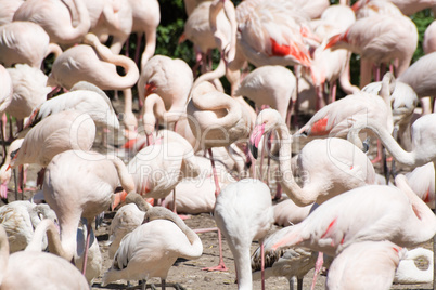 Rosaflamingo (Phoenicopterus roseus)