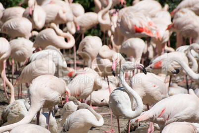 Rosaflamingo (Phoenicopterus roseus)