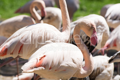 Rosaflamingo (Phoenicopterus roseus)