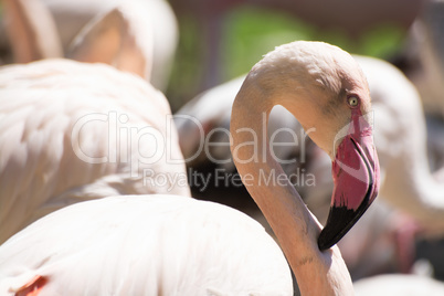 Rosaflamingo (Phoenicopterus roseus)