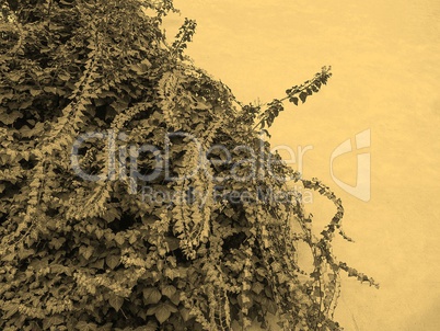 Ivy leaves background sepia