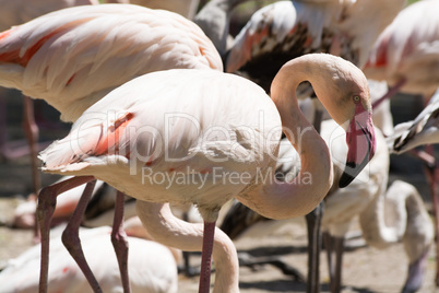 Rosaflamingo (Phoenicopterus roseus)