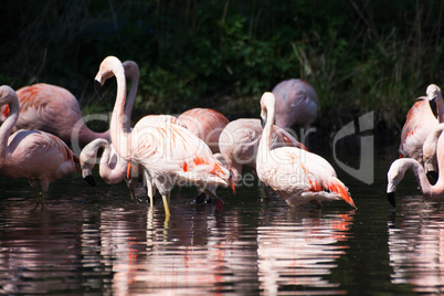 Rosaflamingo (Phoenicopterus roseus)