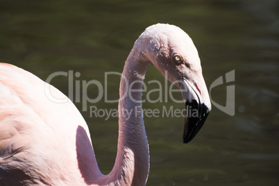 Rosaflamingo (Phoenicopterus roseus)