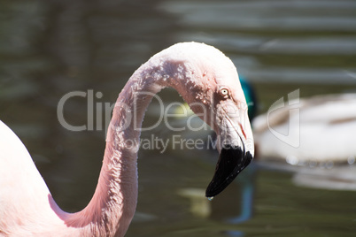 Rosaflamingo (Phoenicopterus roseus)