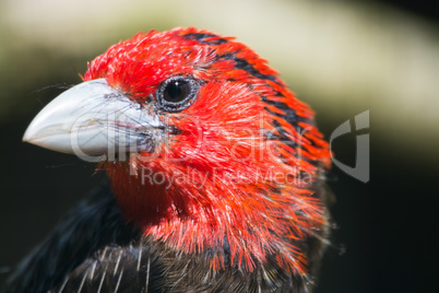 Braunbrust-Bartvogel (Lybius melanopterus)