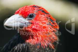 Braunbrust-Bartvogel (Lybius melanopterus)