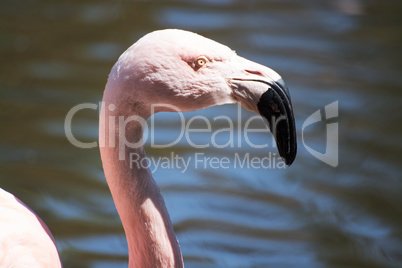 Rosaflamingo (Phoenicopterus roseus)