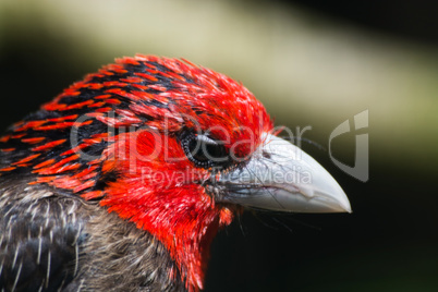 Braunbrust-Bartvogel (Lybius melanopterus)