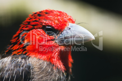 Braunbrust-Bartvogel (Lybius melanopterus)