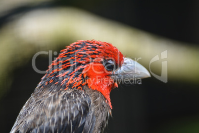 Braunbrust-Bartvogel (Lybius melanopterus)