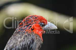 Braunbrust-Bartvogel (Lybius melanopterus)