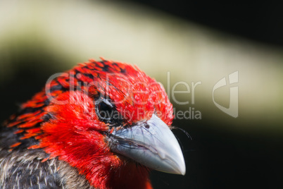 Braunbrust-Bartvogel (Lybius melanopterus)