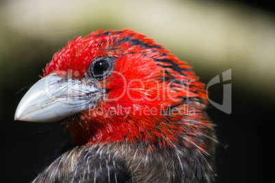 Braunbrust-Bartvogel (Lybius melanopterus)