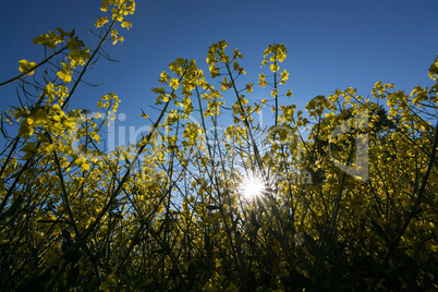 Rapsblüte in Deutschland