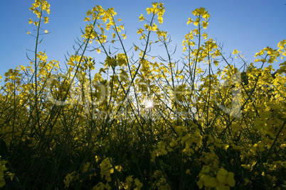 Rapsblüte in Deutschland