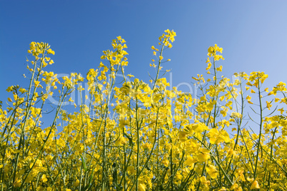 Rapsblüte in Deutschland