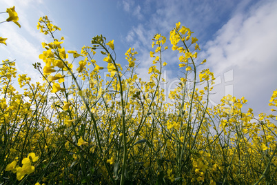 Rapsblüte in Deutschland