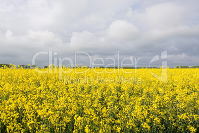 Rapsblüte in Deutschland