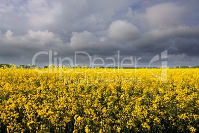 Rapsblüte in Deutschland