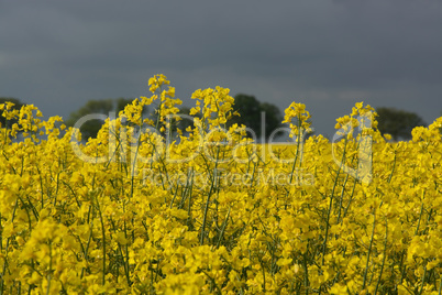 Rapsblüte in Deutschland