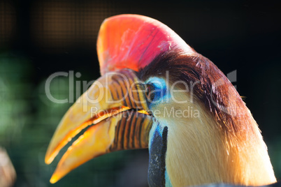 Helmhornvogel (Aceros cassidix)