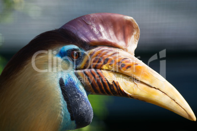 Helmhornvogel (Aceros cassidix)