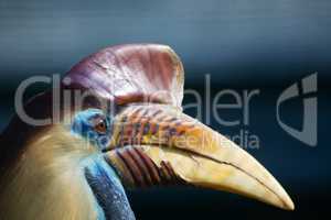 Helmhornvogel (Aceros cassidix)
