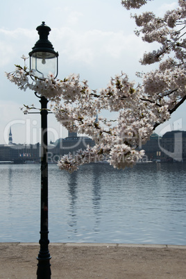 Frühling an der Alster