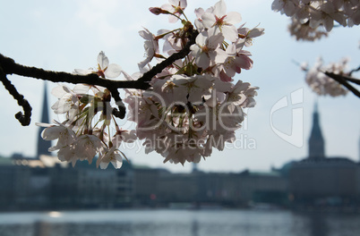 Frühling an der Alster