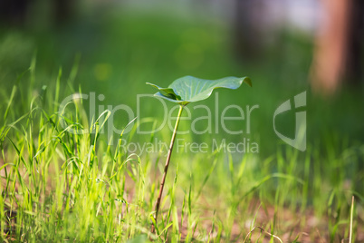 Young plant in the forest .