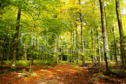 herbstlicher Laubwald