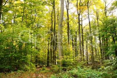 herbstlicher Buchenwald