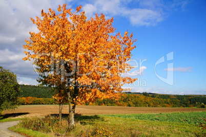 Kirschbaum im Herbst