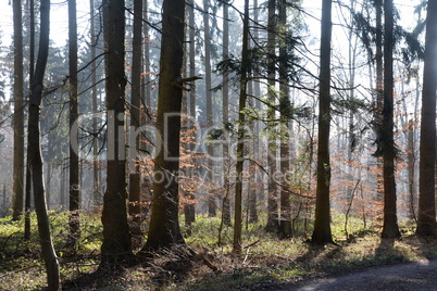 Wald