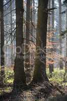 Wald