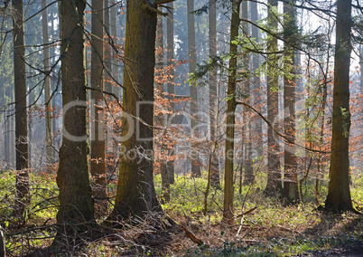 Wald