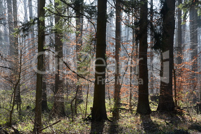 Wald Wald