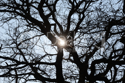 Baum im Gegenlicht