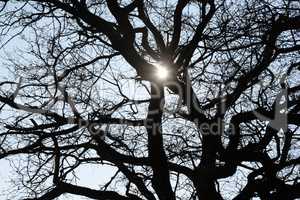 Baum im Gegenlicht