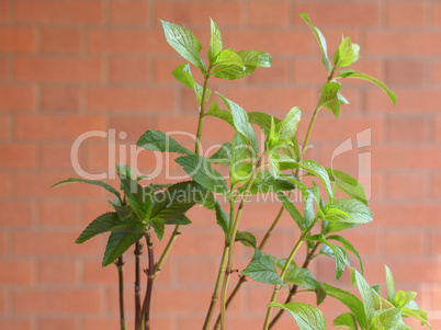 Peppermint (Mentha piperita) plant
