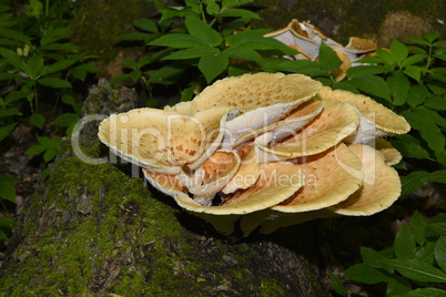 Mushroom Polyporus squamosus, growing on a tree (Polyporus Squamosus)