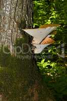 Mushroom Polyporus squamosus, growing on a tree (Polyporus Squamosus)