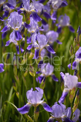 Blooming iris spring